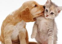 عائلات أسترالية تنفق 33 مليار دولار على تربية الحيوانات الأليفة