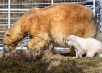 إخضاع أكبر دبّة قطبية في بريطانيا للقتل الرحيم