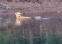 مشهد غير مألوف.. تماسيح عملاقة تساعد كلباً وقع بالنهر بدل التهامه
