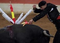 قانون جديد لتعزيز حقوق الحيوان بإسبانيا