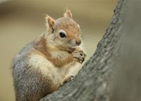 سنجاب تركي يعشق المعكرونة وشرب الشاي