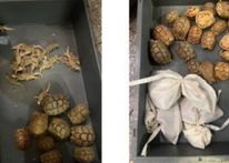 ثلاثون حيوانا في حقيبة.. إحباط عملية تهريب في مطار بانكوك