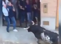 ثور هائج يقتل مسن بنطحة مميتة في إسبانيا