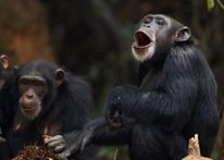 قردة الشمبانزي في أوغندا تخوض "حربًا أهلية".. ما السبب؟
