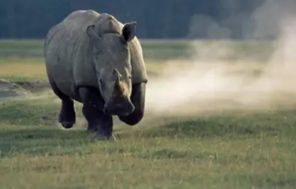 مقتل رجل بهجوم وحيد القرن كرس حياته لحمايته من الانقراض