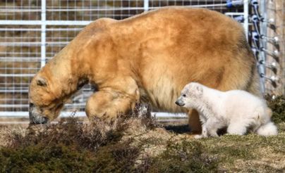 إخضاع أكبر دبّة قطبية في بريطانيا للقتل الرحيم