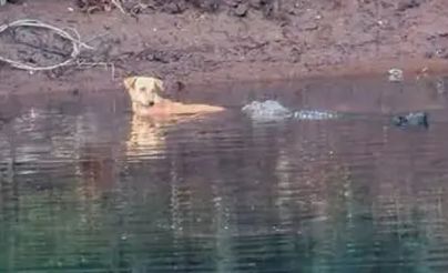 مشهد غير مألوف.. تماسيح عملاقة تساعد كلباً وقع بالنهر بدل التهامه