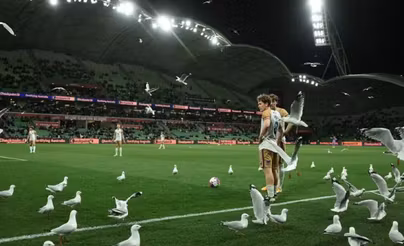 مشهد طريف.. طيور النورس توقف مباراة في الدوري الأسترالي