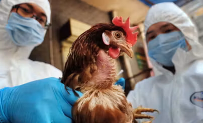 أستراليا تسجل أول إصابة بسلالة "إتش 5" من إنفلونزا الطيور في البر الرئيسي