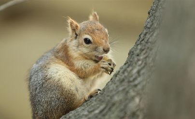 سنجاب تركي يعشق المعكرونة وشرب الشاي