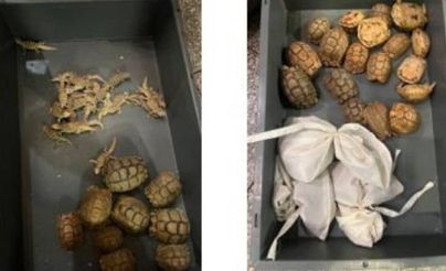 ثلاثون حيوانا في حقيبة.. إحباط عملية تهريب في مطار بانكوك