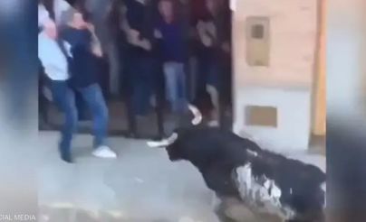 ثور هائج يقتل مسن بنطحة مميتة في إسبانيا