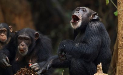 قردة الشمبانزي في أوغندا تخوض "حربًا أهلية".. ما السبب؟